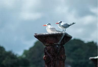 Boca Chica: Geführte Wanderung und Kajakfahrt durch Los Haitises — Guided tour and outdoor activity