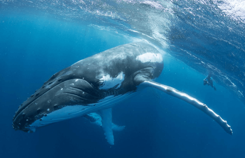 How Scientists Identify Humpback Whales From Photos