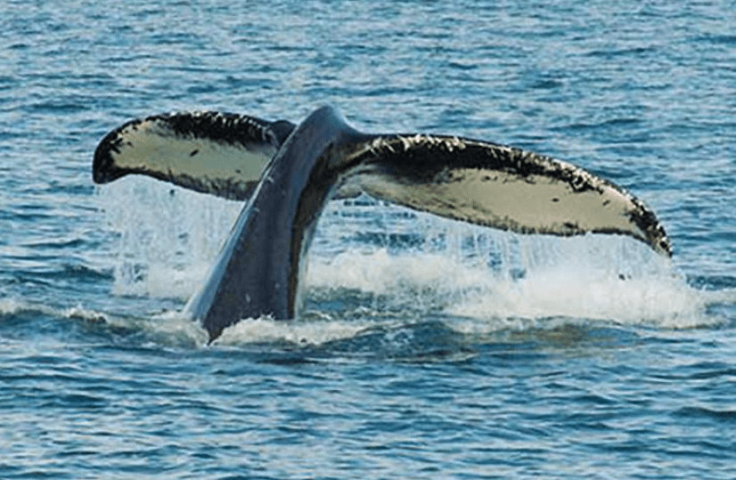 How Do Humpback Whales Control Their Buoyancy Underwater?