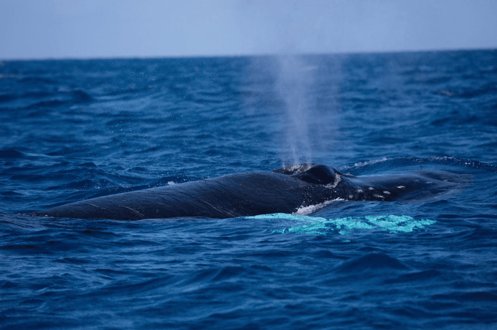How Scientists Track Whale Swimming Direction in Samaná Bay