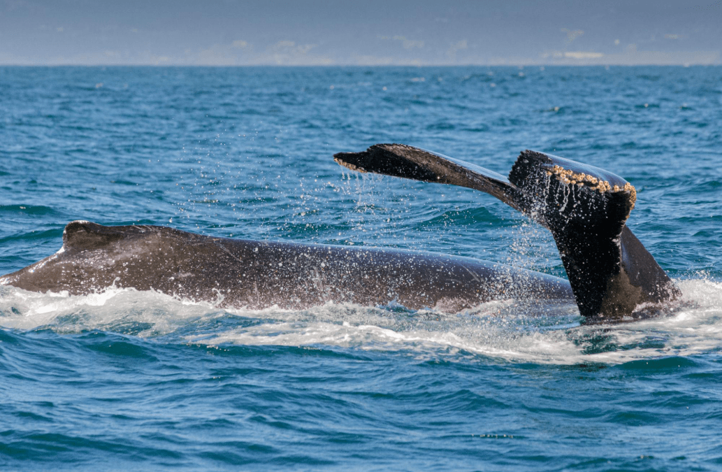 How Scientists Measure Whale Distance in Samaná Bay
