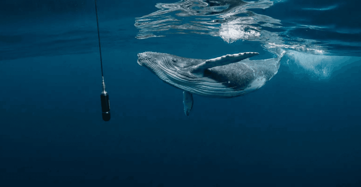 How Scientists Compare Whale Singing Between Days