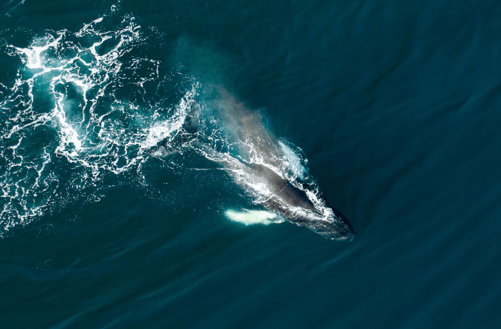 Divoká zvěř v Samaná Bay: Beyond the Whales