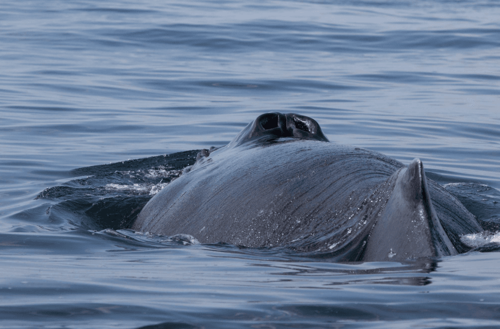 Where Are Humpback Whales Seen Most in Samaná Bay?
