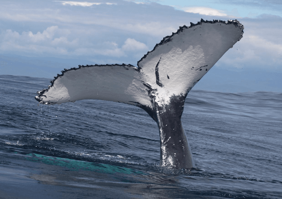 Low-Waste Travel in Samaná: Practical Vacation Tips