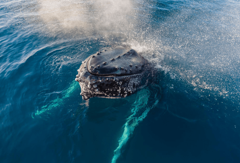 What Is a Humpback Whale’s Blow? Samaná Guide