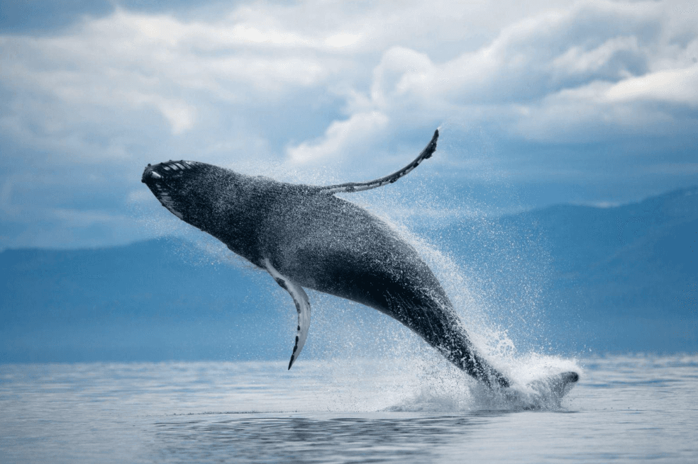 Humpback Whale Pectoral Fins: Purpose and Function