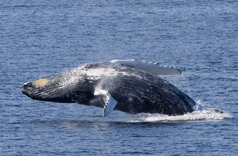How Humpback Whales Use Energy While Swimming