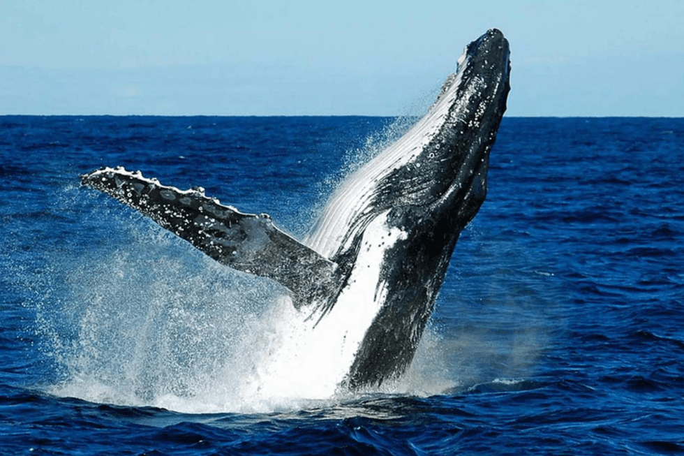 How Fast Do Humpback Whales Swim Underwater?