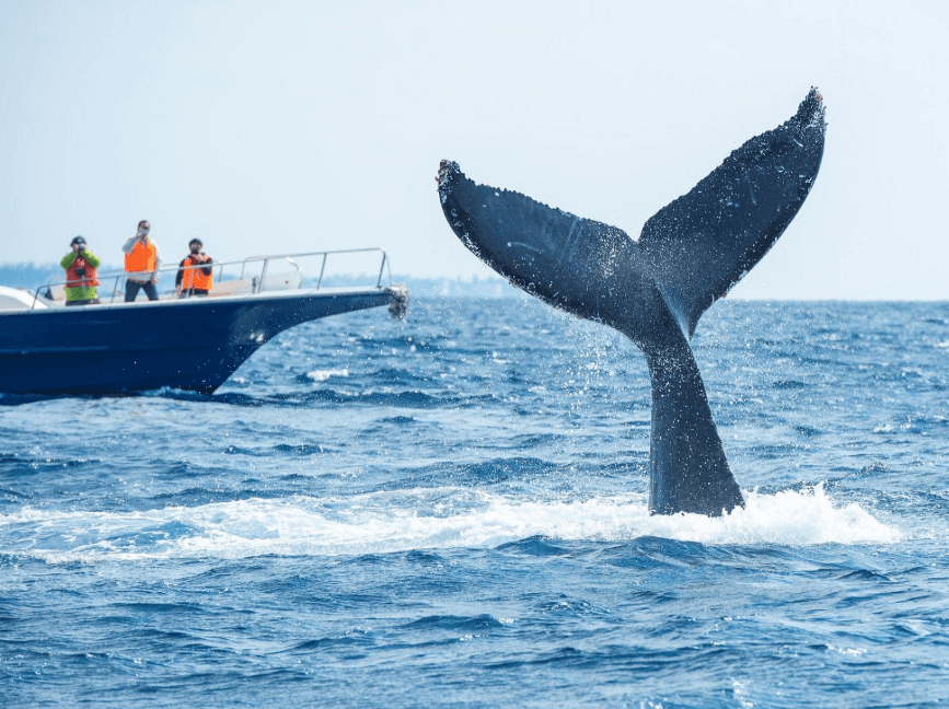 How Humpback Whales Communicate in Samaná Bay