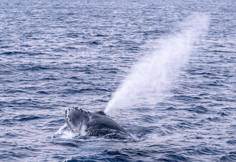 How Humpback Whales React to Nearby Whales in Samaná
