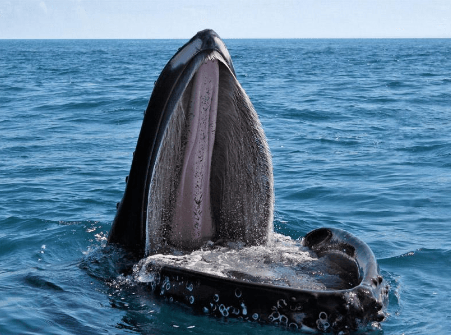 How to Identify Humpback Whales in Samaná (2027 Guide)