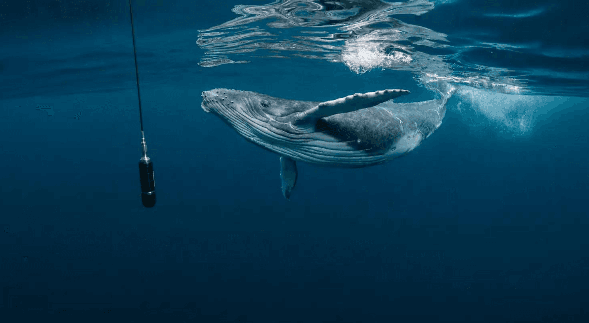 Tracking Humpback Whale Movement Underwater