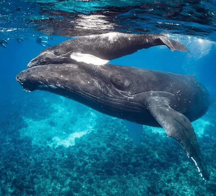 Do Humpback Whales Have a Sense of Touch?