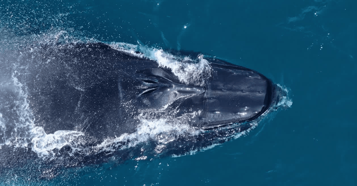 How Scientists Count Humpback Whales in Samaná Bay