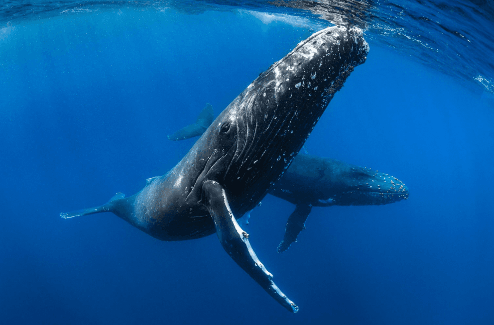How Scientists Estimate the Distance to Singing Whales