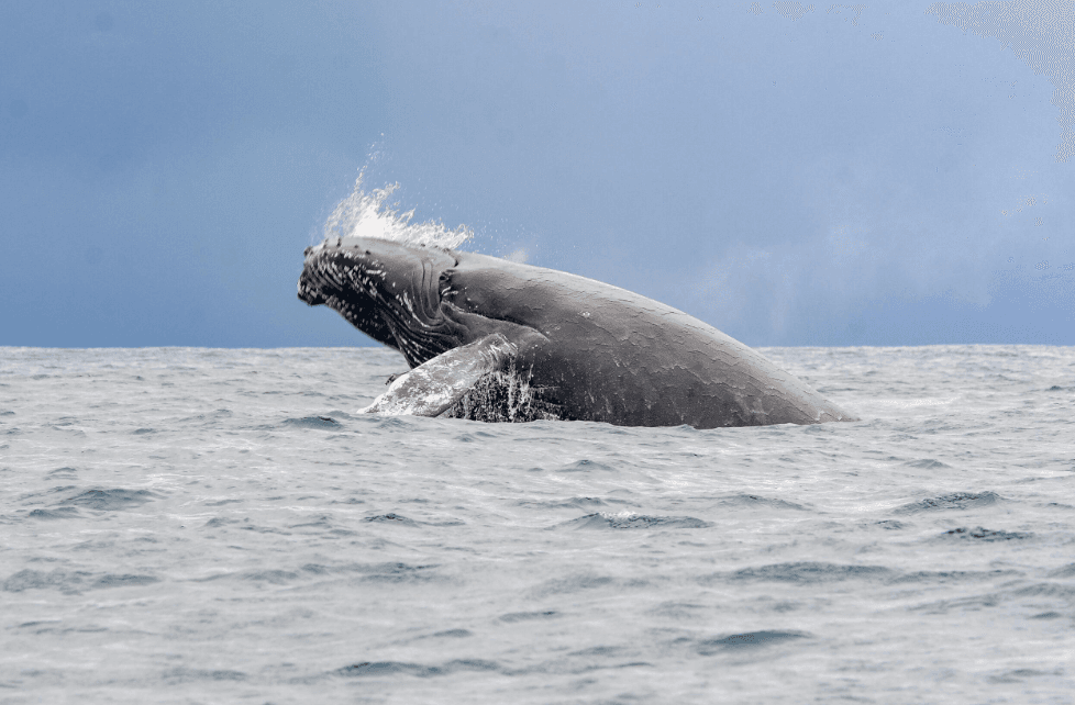 Samaná Whale-Watching Photography Tips for 2027