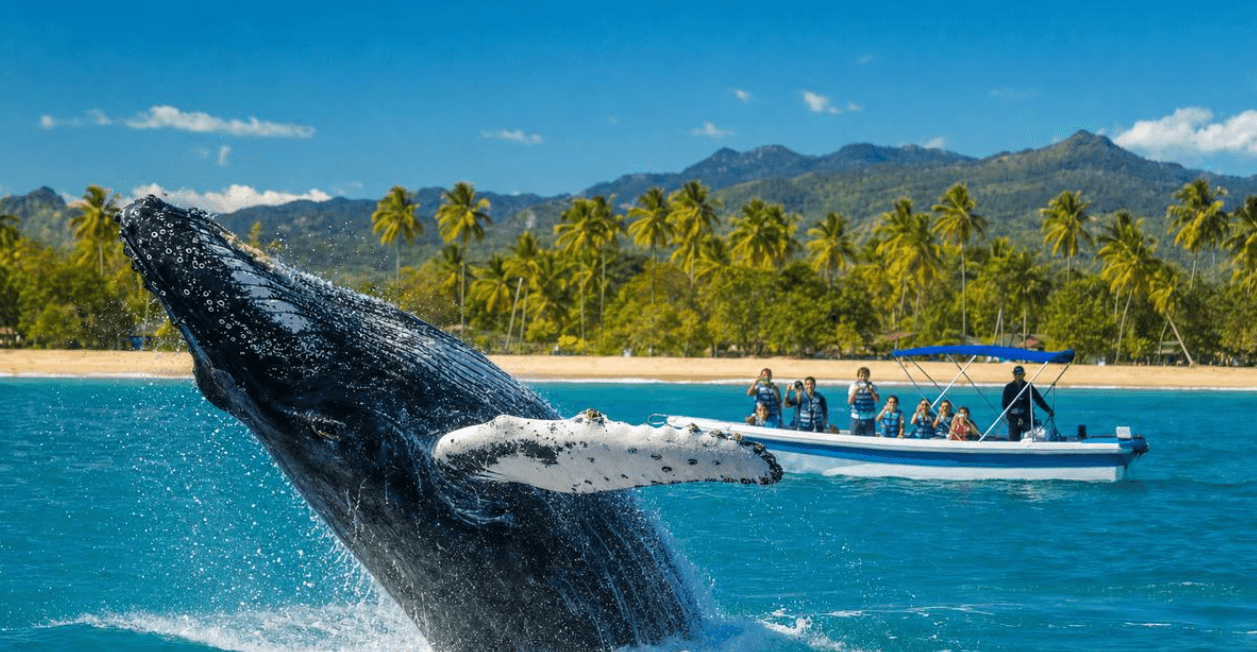 The Gentle Giants of Samaná: Complete 2027 Visitor Guide