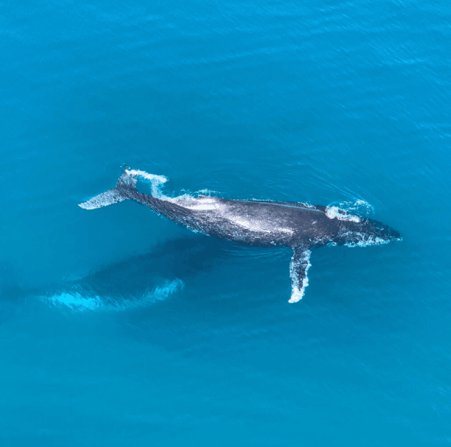 History of Samaná Whale Watching: Culture & Conservation