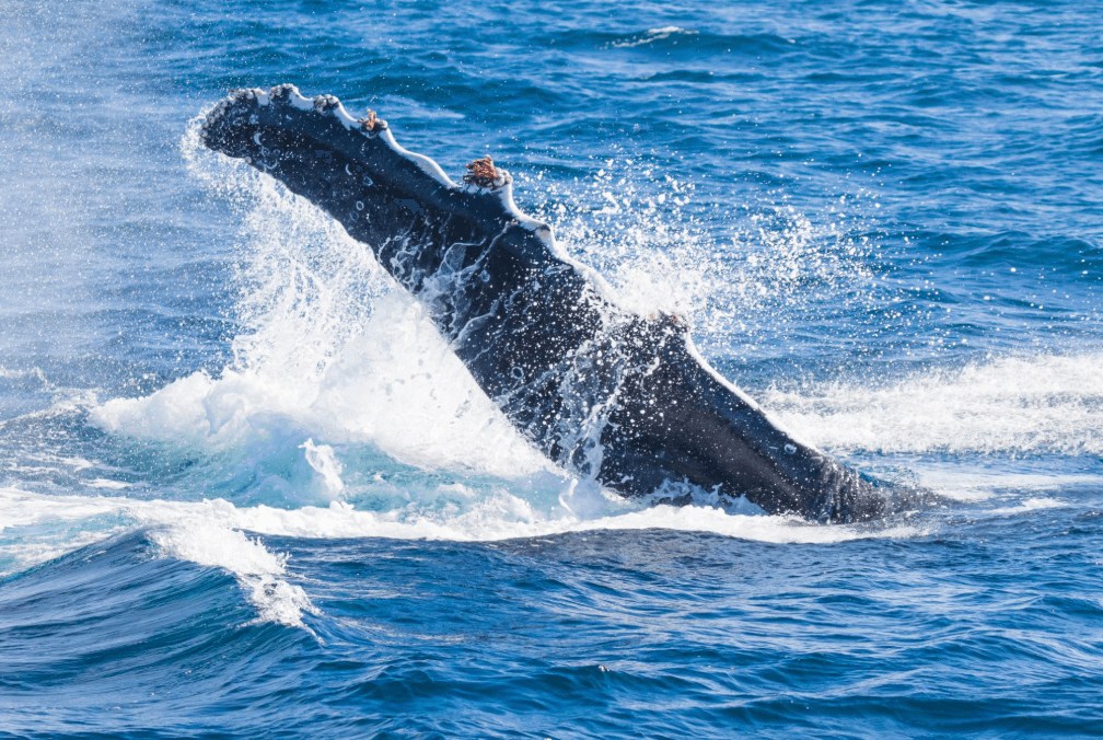 No Whales Seen in Samaná? What Travelers Should Know