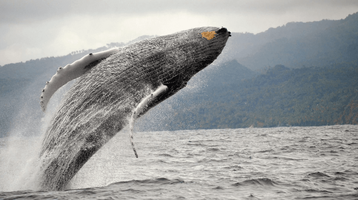 Monthly Whale-Watching Calendar for Samaná in 2027