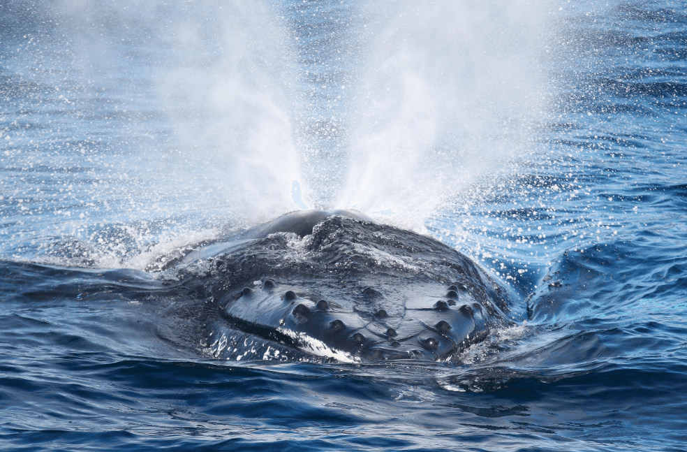 February Humpback Whale Encounters in Samaná Bay