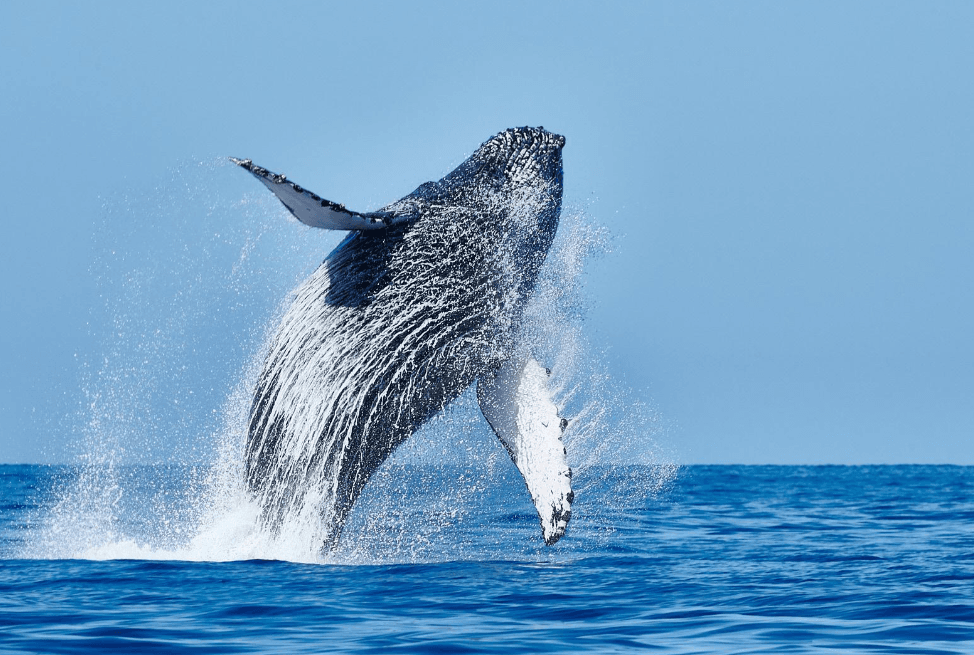 March Whale Watching in Samaná: Late-Season Travel Advice