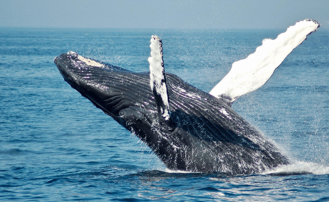 Why Do Humpback Whales Lift Their Heads in Samaná Bay?