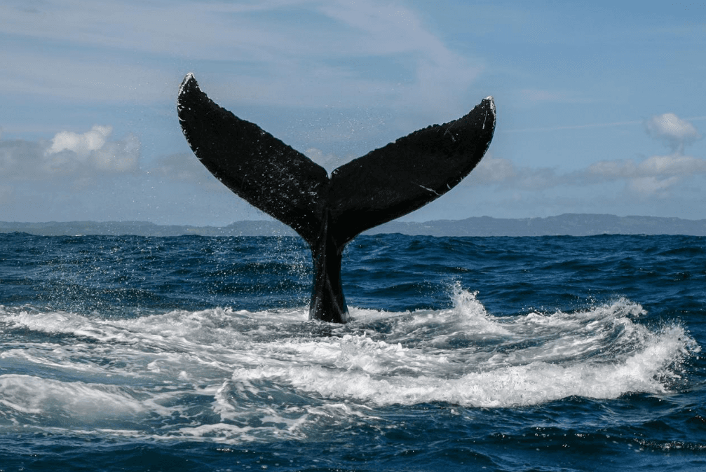 Understanding the Annual Humpback Whale Migration to the Caribbean
