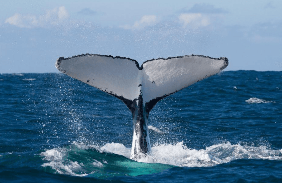 Samaná Whale-Watching Tour Duration: What to Expect