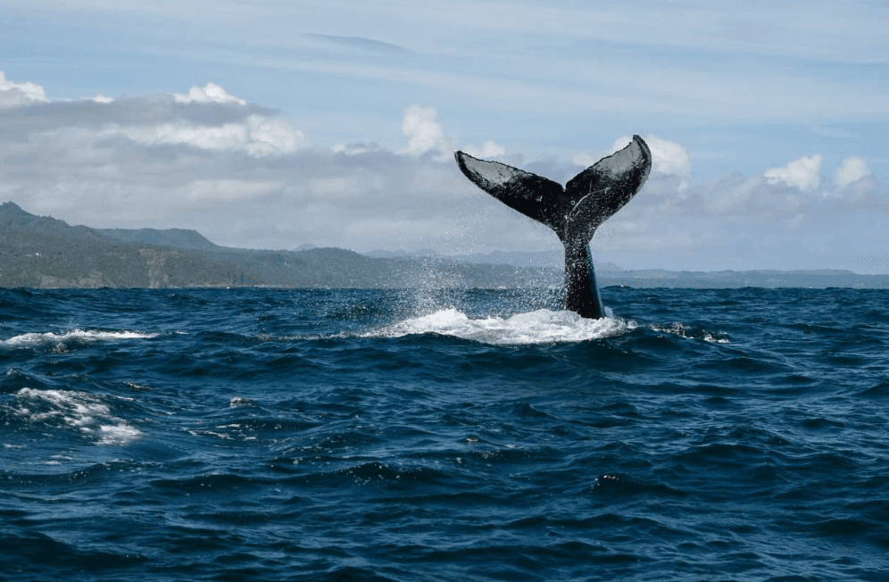 Do Humpback Whales Sing in Samaná Bay? (2027 Guide)