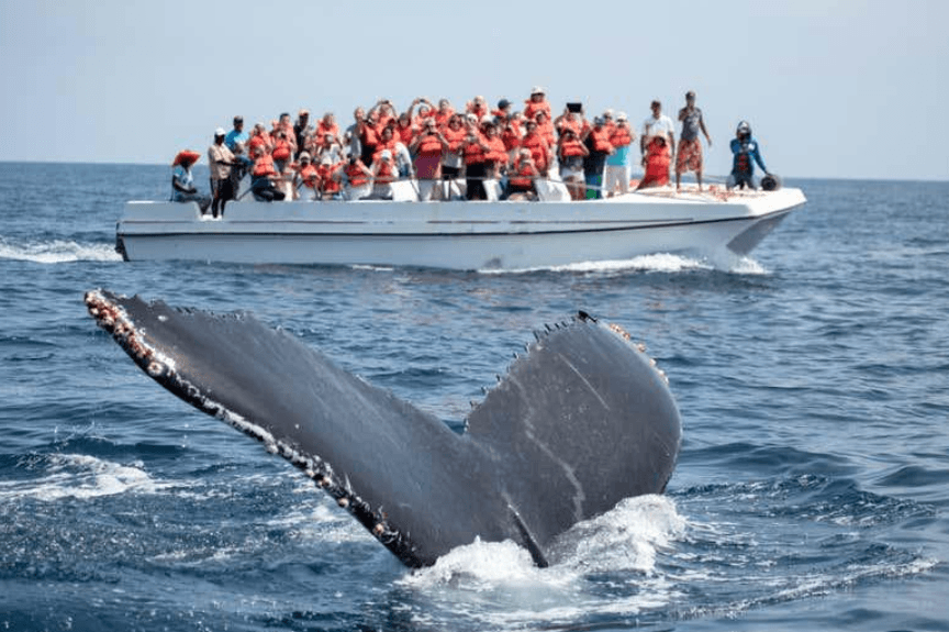 Why Do Humpback Whales Slap Their Tails? (2027)