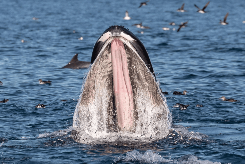 How Long Do Humpback Whales Live? Lifespan Guide