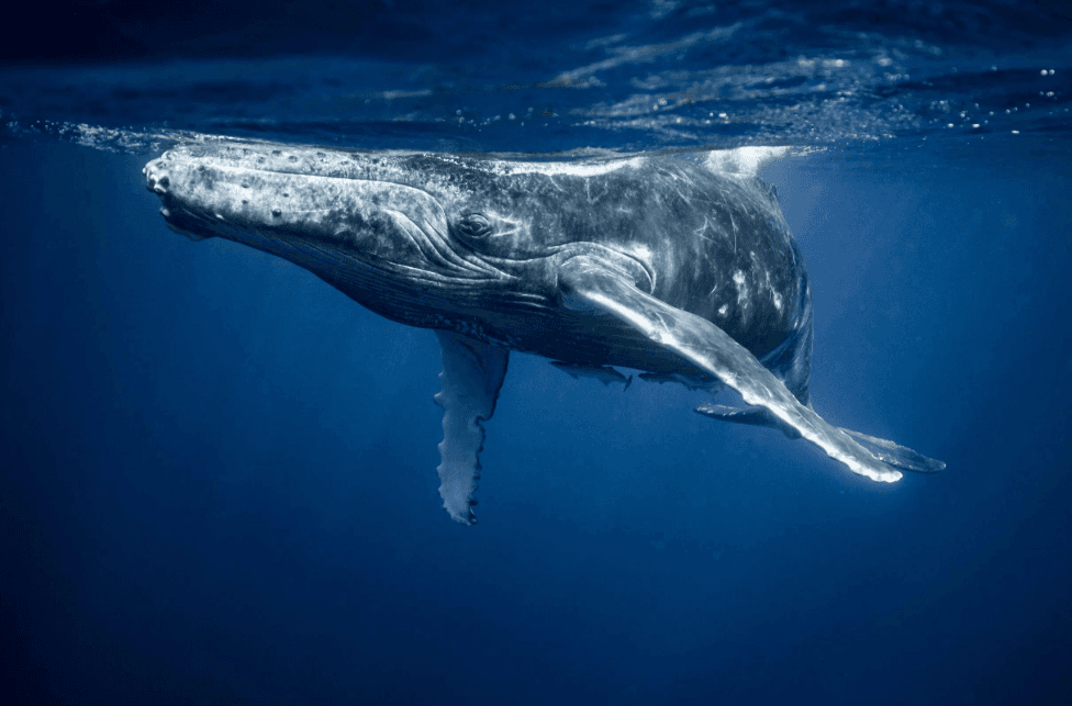 Discover Samaná Bay: Whale Watching in 2027