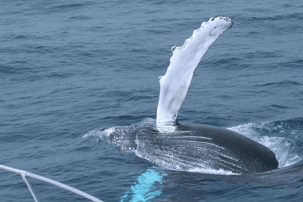 Planning Your First Samaná Whale-Watching Trip in 2027