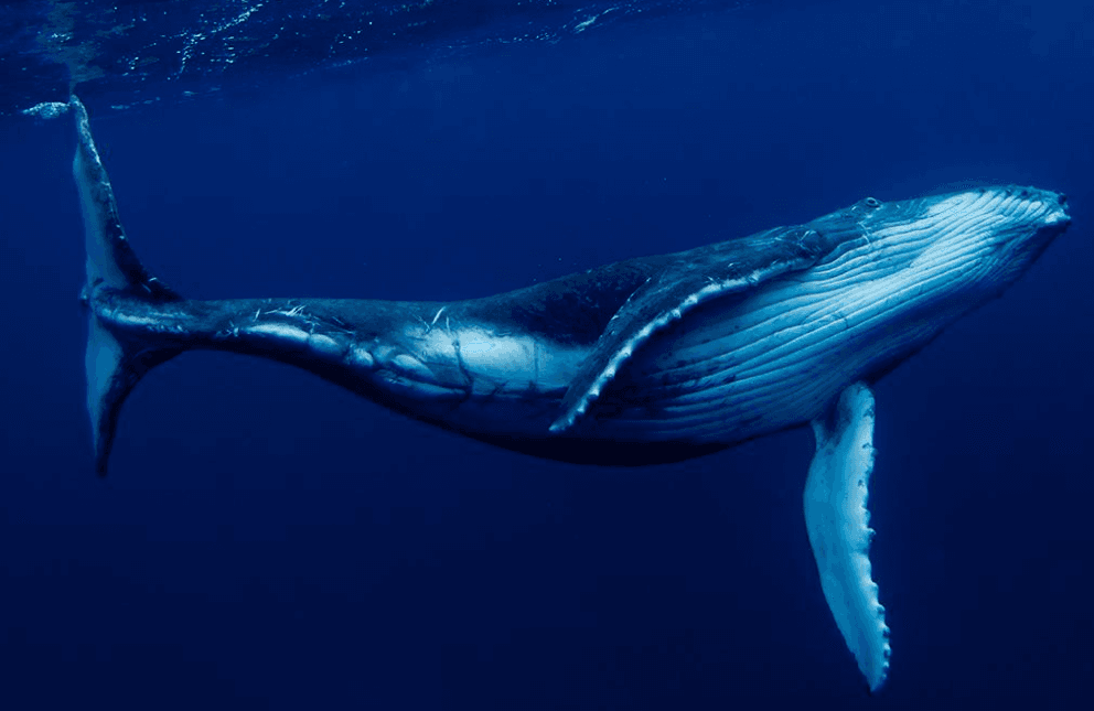 Why Do Humpback Whales Raise Their Tails Without Diving?