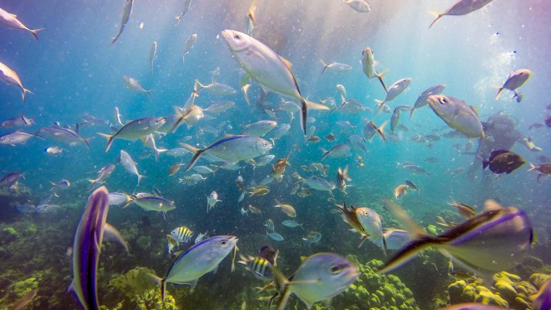 Catalina Island and Snorkeling with Catamaran Party From Punta Cana - Half Day Experience - Image 7