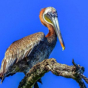 Birdwatching in Los Haitises National Park