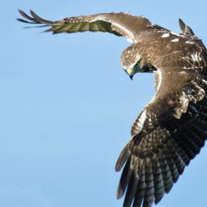 Ridgway's Hawk Tour - Bird watching Los Haitises National Park Excursion