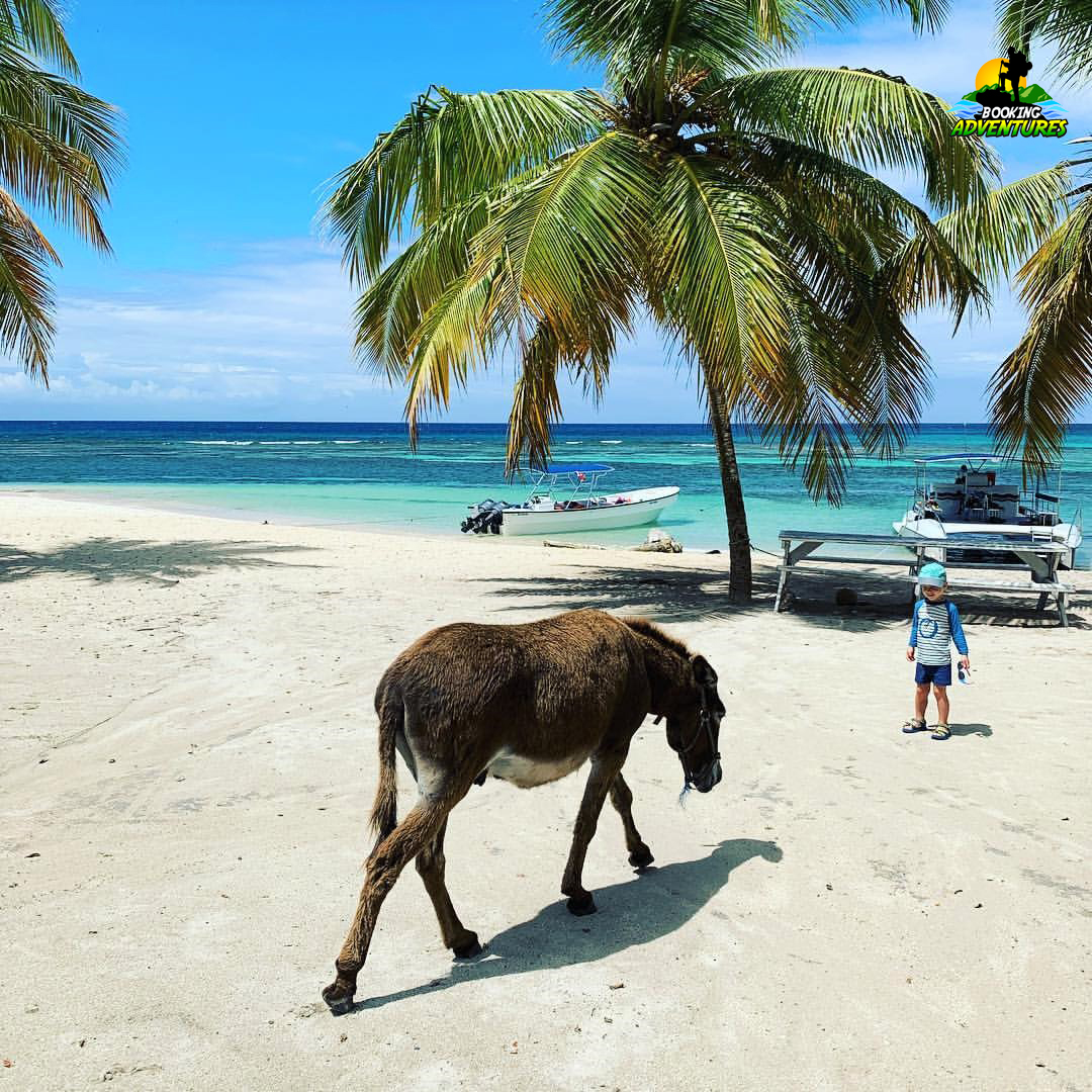 Saona Island Tour from Bayahibe - Natural Pool Excursion - imagine 8