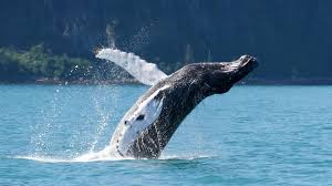Excursion Whale Watching Samaná Bay + Caño Hondo + Los Haitises from Samaná port - Image 19