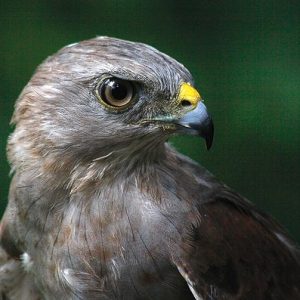 Birdwatching Punta Cana - Birding Tours from Punta Cana to Los Haitises National Park