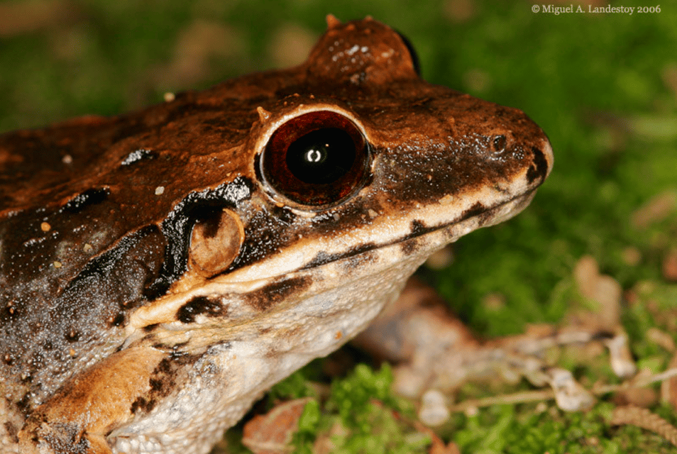Los Haitises Night Hike In The Rainforest - Gambar 5