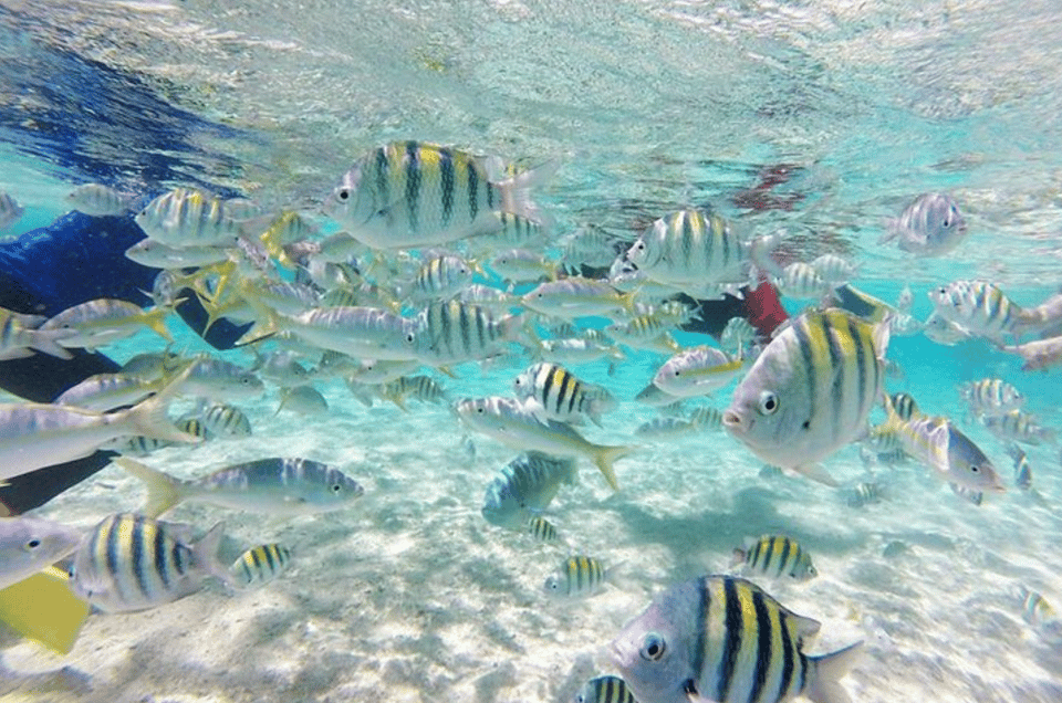 Cayo Arena: Paradise Island and Mangroves Tour - Image 2
