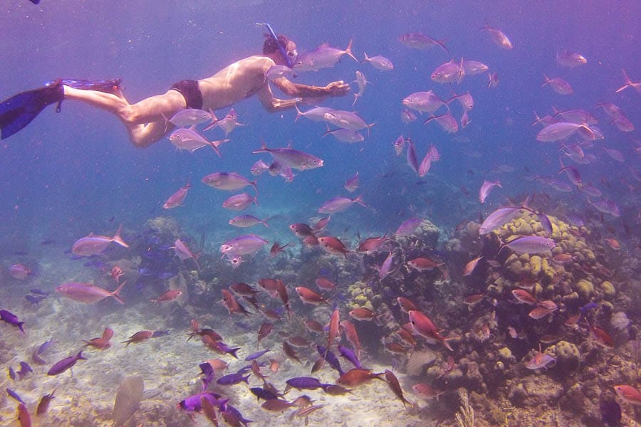 Punta Cana: Full-Day Snorkeling Tour to Catalina Island - Image 14