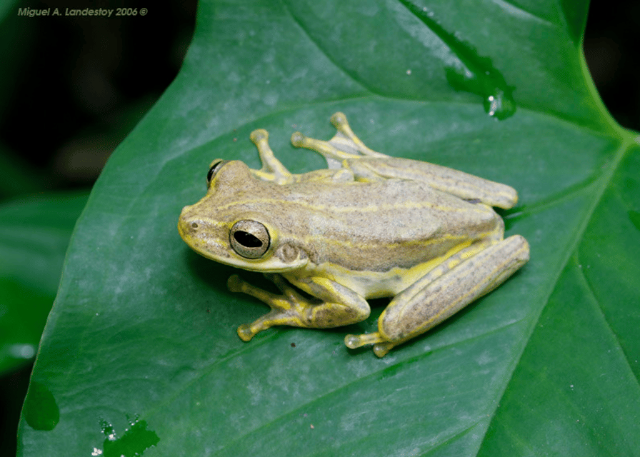 Los Haitises Night Hike In The Rainforest - Gambar 6