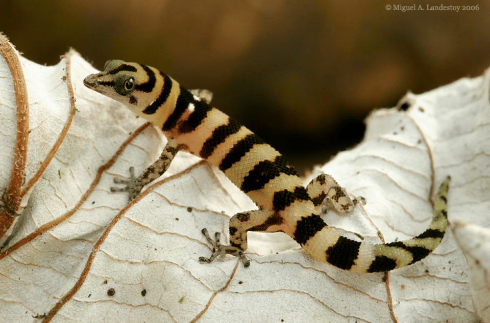Los Haitises Night Hike In The Rainforest - Gambar 7