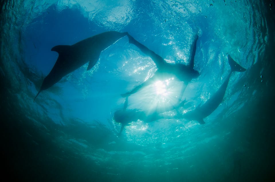 Punta Cana: Dolphin Explorer Swims and Interactions - Bild 6
