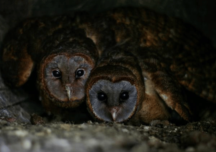 Los Haitises Night Hike In The Rainforest - Gambar 10