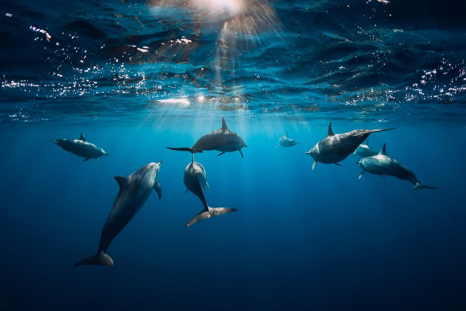Punta Cana: Dolphin Explorer Swims and Interactions - Bild 10